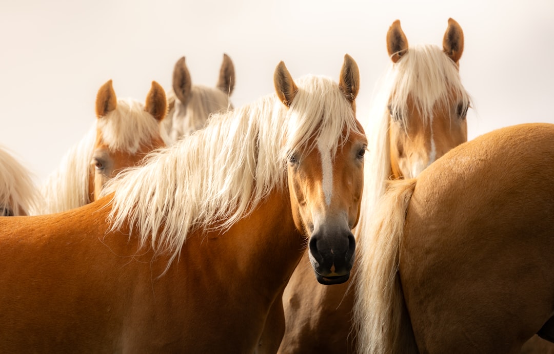 Photo by Marek Piwnicki A group of horses with blonde manes stand together.