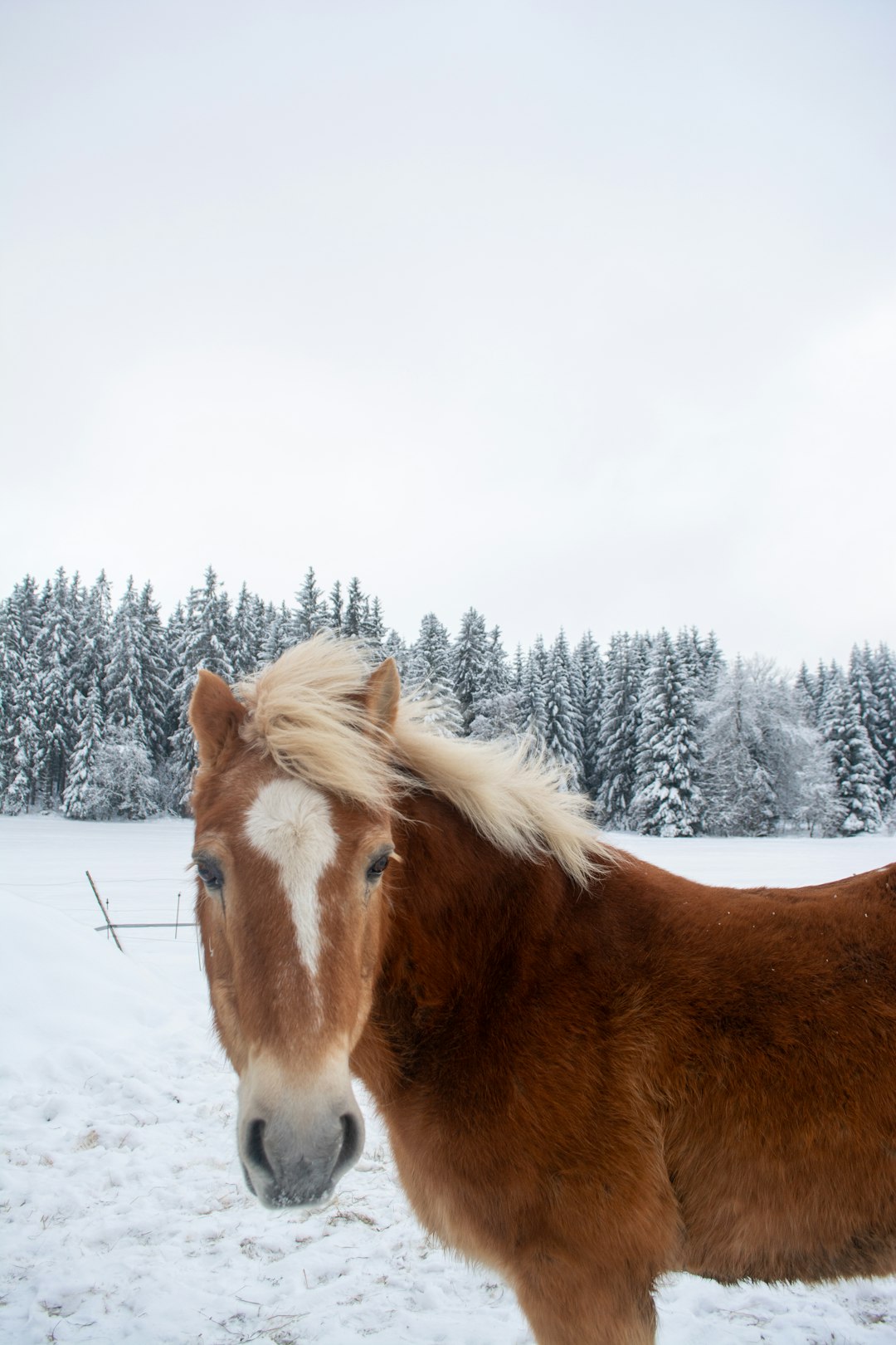 Brown horse with white blaze in snowy forest