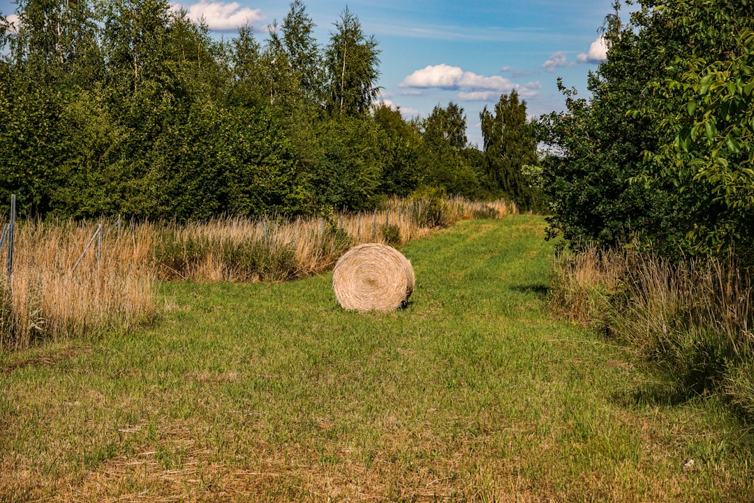A hay bale sits in a grassy field.